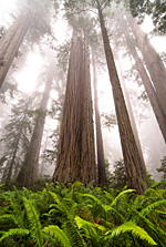 towering-redwoods.jpg